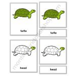 parts of turtle cards