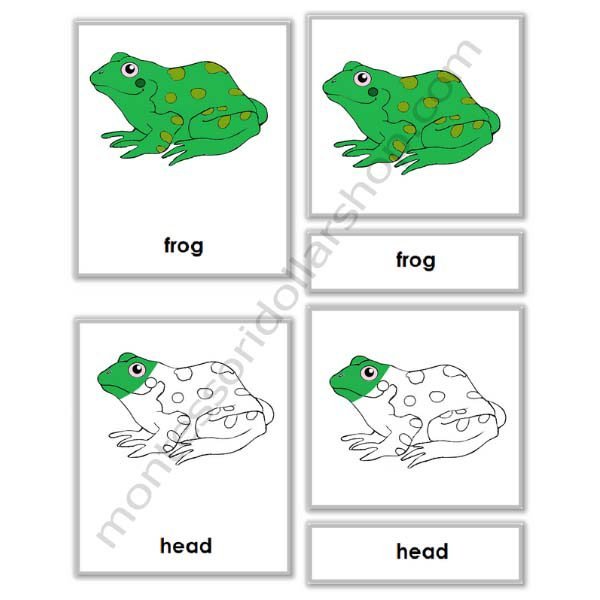 parts of frog cards