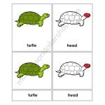 parts of turtle-1
