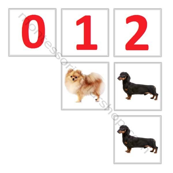 dogs counting 600×600