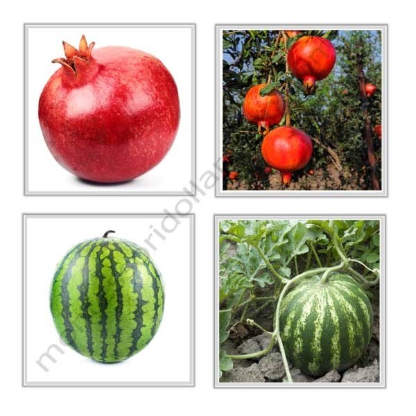 fruits and plants 600×600