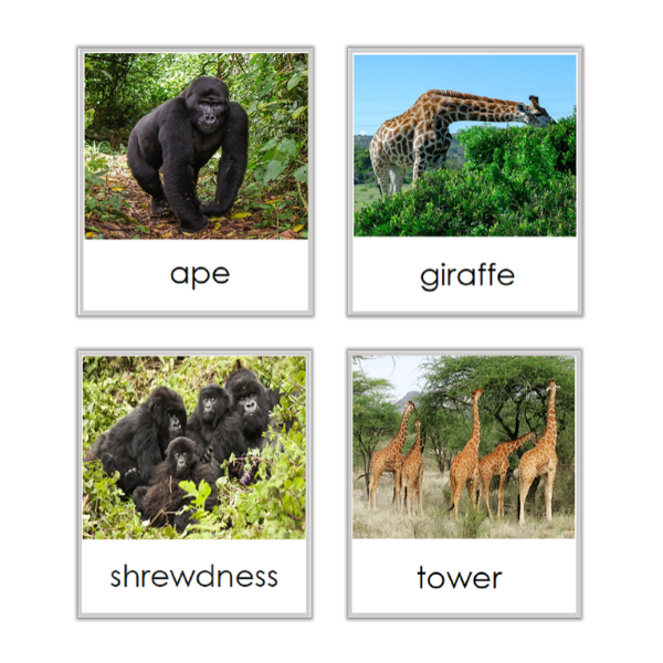 Animals and their Groups – Matching Cards – Montessori