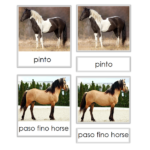 types of horse