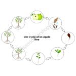 apple life cycle 600×600