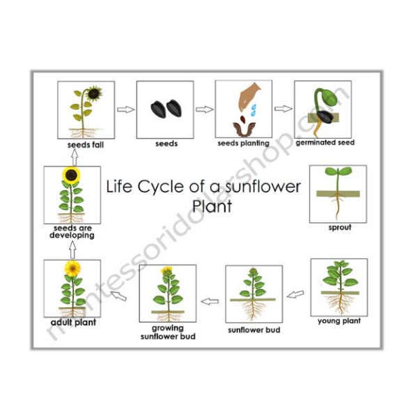 life cycle of a sunflower 600×600 (1)