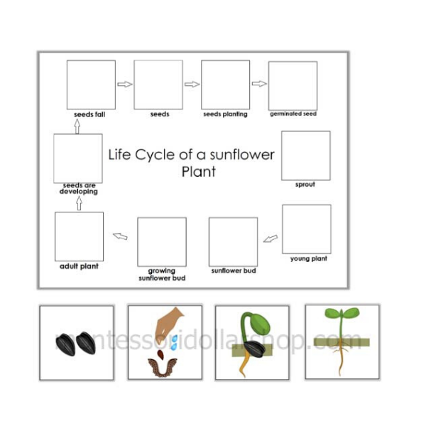 life cycle of a sunflower 600×600