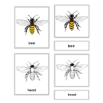 parts of a bee1600x600