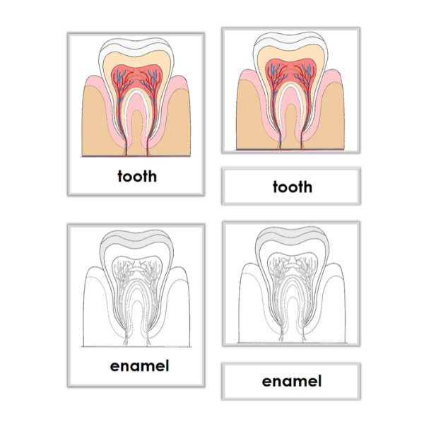 parts of tooth 600×600