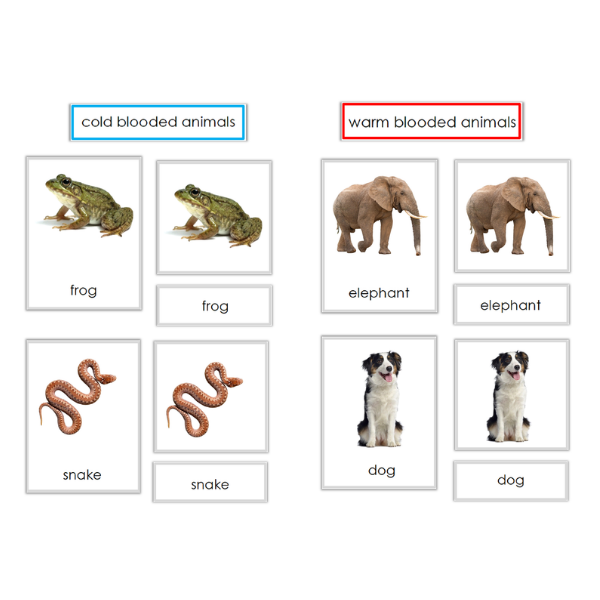 Cold and Warm Blooded Animal 3 part and sorting Cards – Montessori