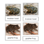frog and toad 3 part cards 600×600