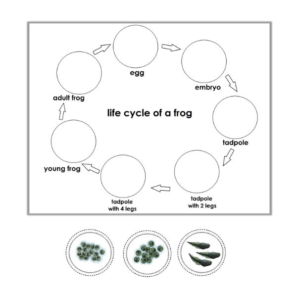 life cycle of a frog 1 600×600
