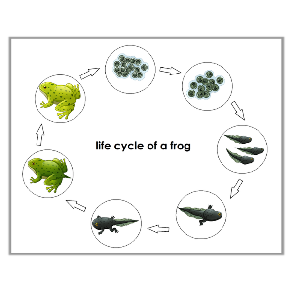 life cycle of a frog 600×600