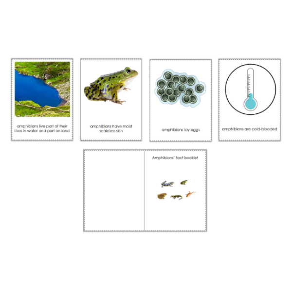 amphibian fact book 600×600