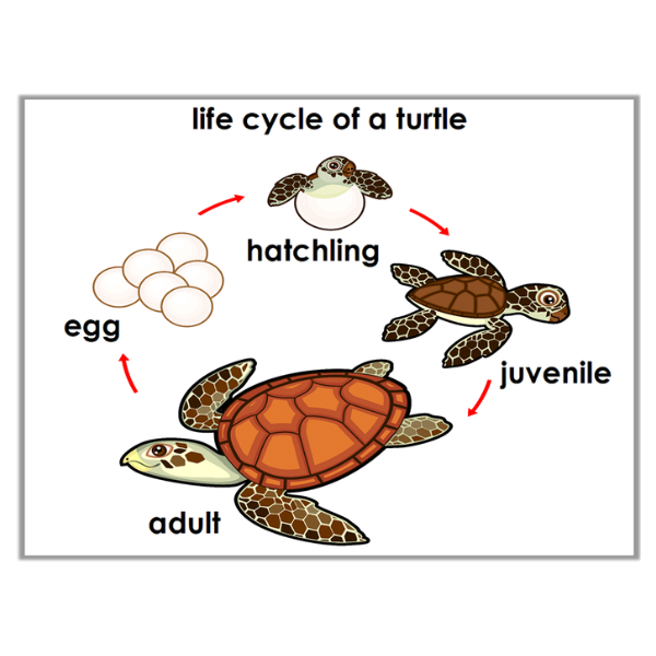 life cycle of turtle 600×600